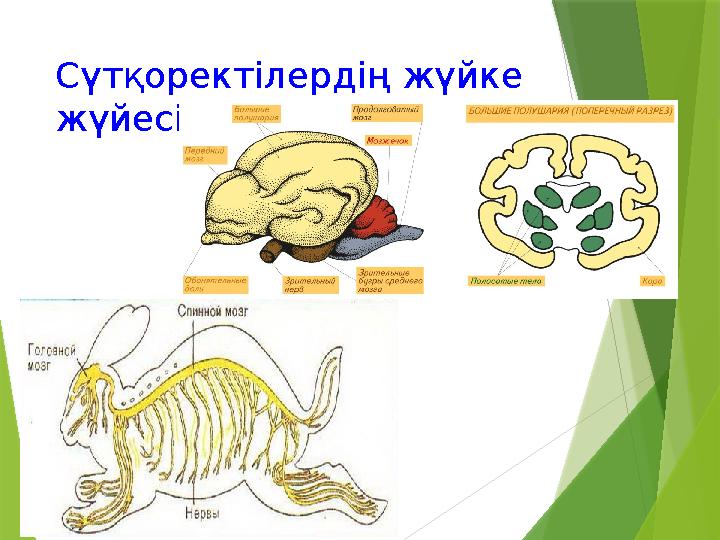 Сүтқоректілердің жүйке жүйесі