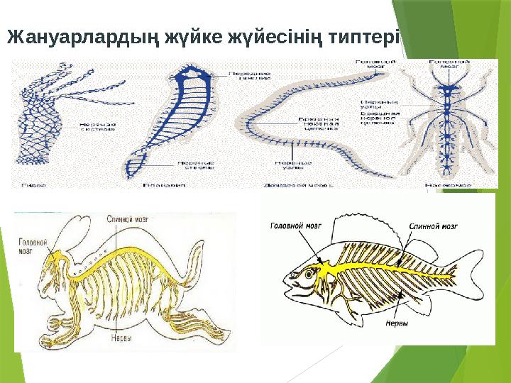 Жануарлардың жүйке жүйесінің типтері