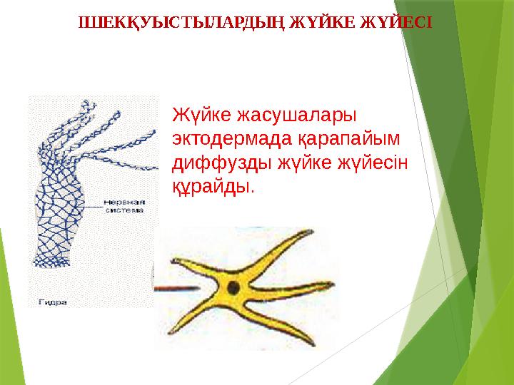 Жүйке жасушалары эктодермада қарапайым диффузды жүйке жүйесін құрайды. ІШЕКҚУЫСТЫЛАРДЫҢ ЖҮЙКЕ ЖҮЙЕСІ