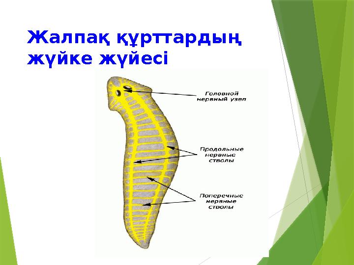 Жалпақ құрттардың жүйке жүйесі