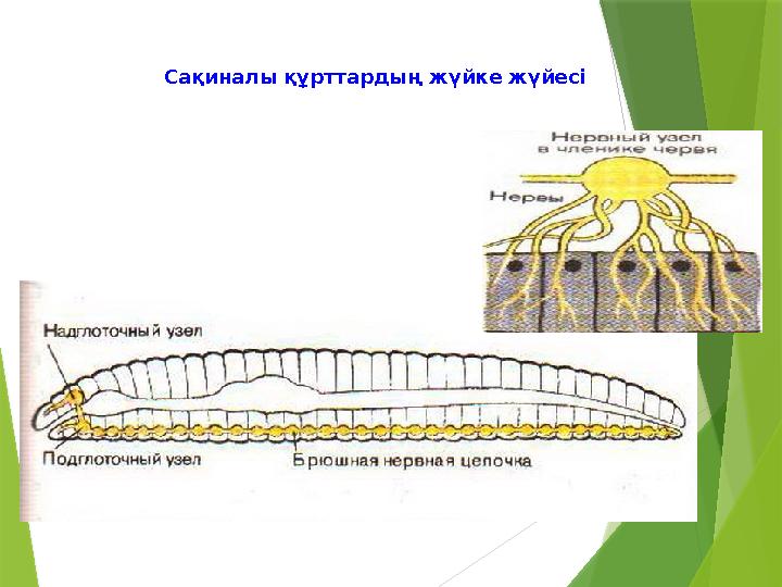 Сақиналы құрттардың жүйке жүйесі