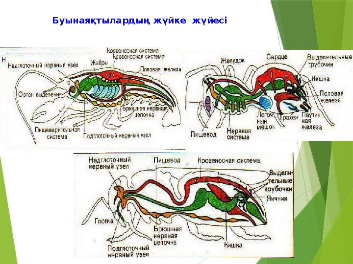 Буынаяқтылардың жүйке жүйесі