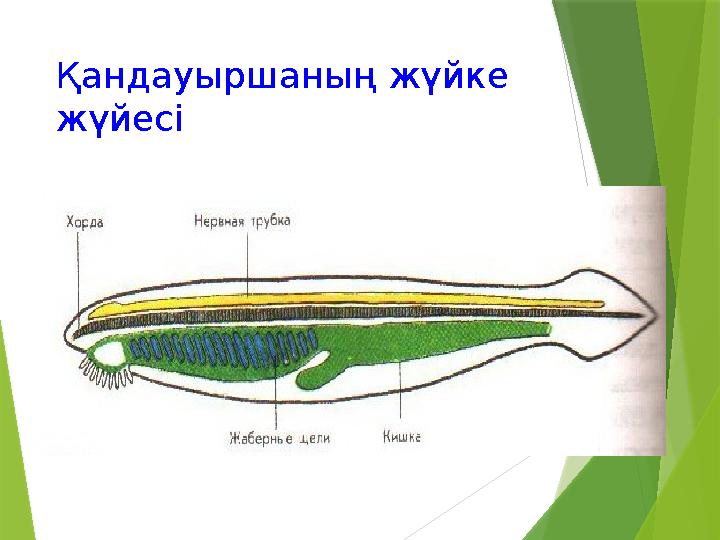 Қандауыршаның жүйке жүйесі