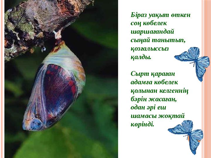 Біраз уақыт өткен соң көбелек шаршағандай сыңай танытып, қозғалыссыз қалды. Сырт қараған адамға көбелек қолынан келге