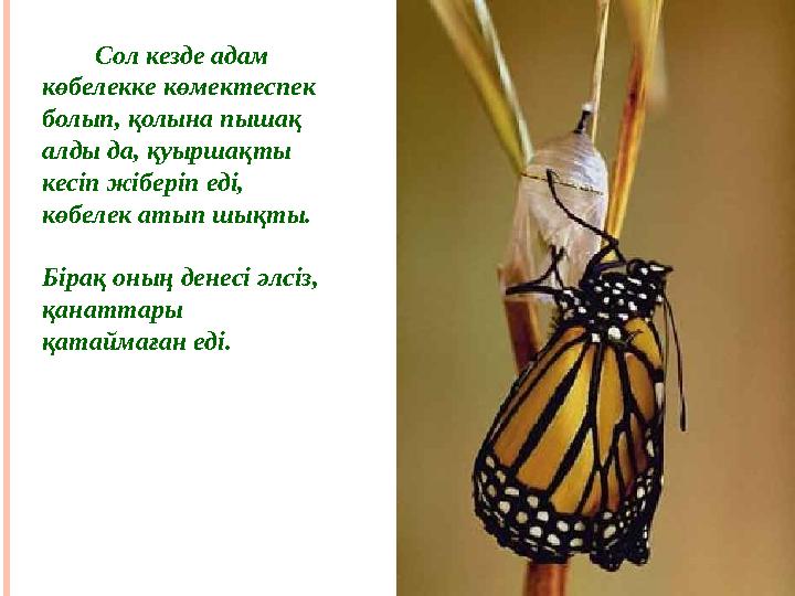 Сол кезде адам көбелекке көмектеспек болып, қолына пышақ алды да, қуыршақты кесіп жіберіп еді, көбелек атып шықт
