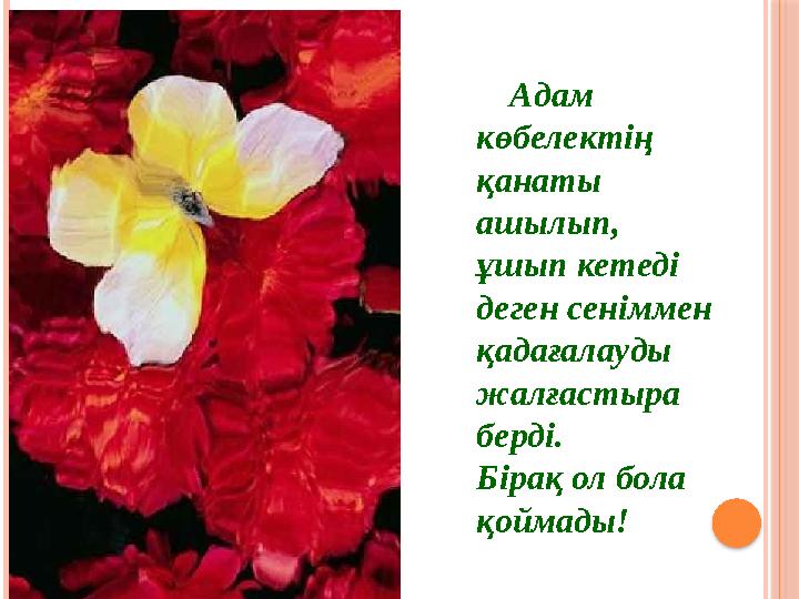 Адам көбелектің қанаты ашылып, ұшып кетеді деген сеніммен қадағалауды жалғастыра берді. Бірақ ол бола