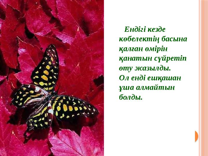 Ендігі кезде көбелектің басына қалған өмірін қанатын сүйретіп өту жазылды. Ол енді ешқашан ұша алмайтын болды.