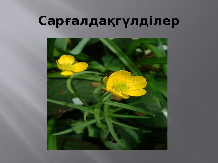 Сарғалдақгүлділер