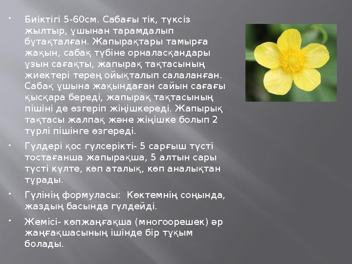 Биіктігі 5-60см. Сабағы тік, түксіз жылтыр, ұшынан тарамдалып бұтақталған. Жапырақтары тамырға жақын, сабақ түбіне орналасқа