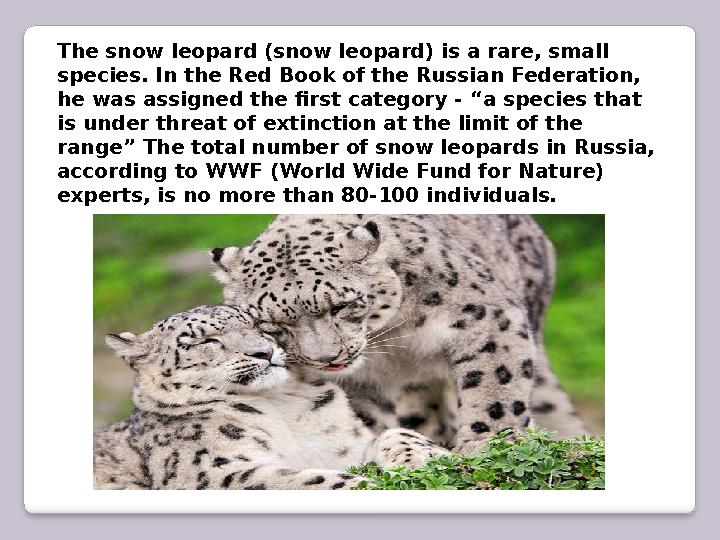 The snow leopard (snow leopard) is a rare, small species. In the Red Book of the Russian Federation, he was assigned the first