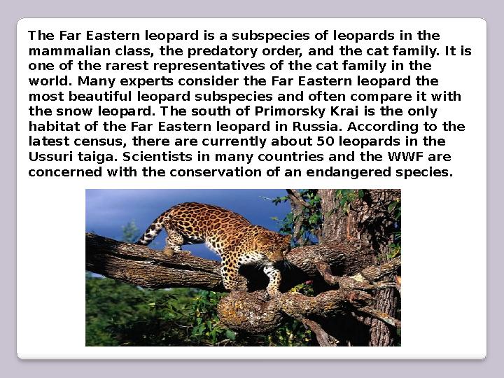 The Far Eastern leopard is a subspecies of leopards in the mammalian class, the predatory order, and the cat family. It is one
