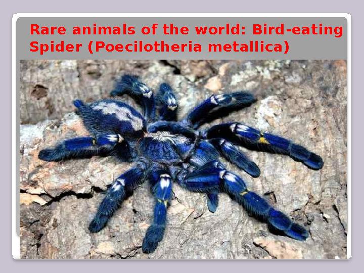 Rare animals of the world: Bird-eating Spider (Poecilotheria metallica)