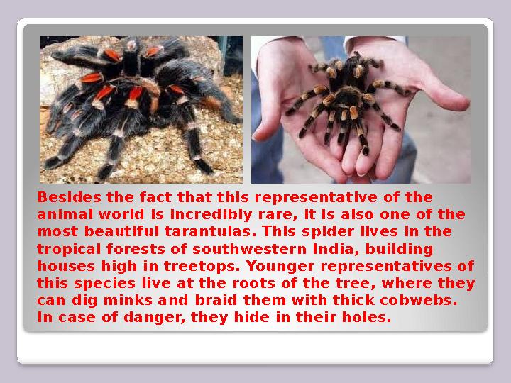 Besides the fact that this representative of the animal world is incredibly rare, it is also one of the most beautiful tarantu