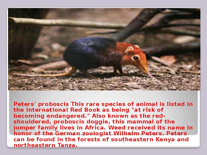 Peters' proboscis This rare species of animal is listed in the International Red Book as being "at risk of becoming endangered