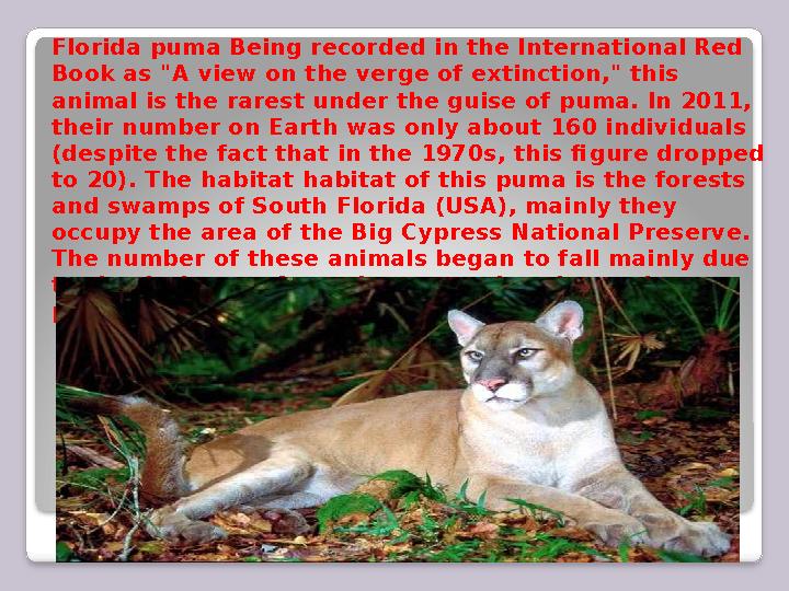 Florida puma Being recorded in the International Red Book as "A view on the verge of extinction," this animal is the rarest un