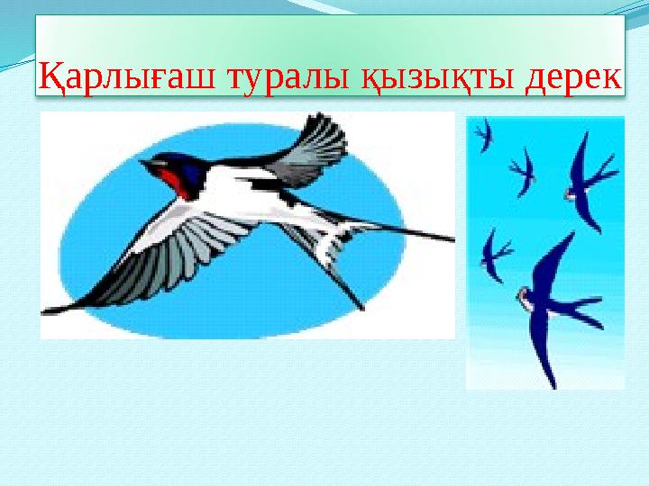 Қарлығаш туралы қызықты дерек