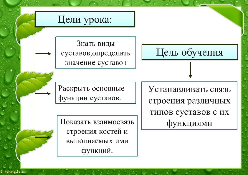 © FokinaLidia