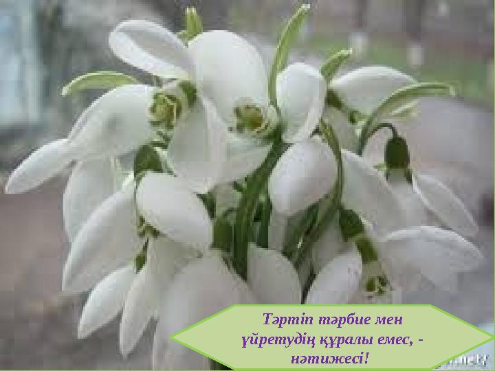 Тәртіп тәрбие мен үйретудің құралы емес, - нәтижесі!