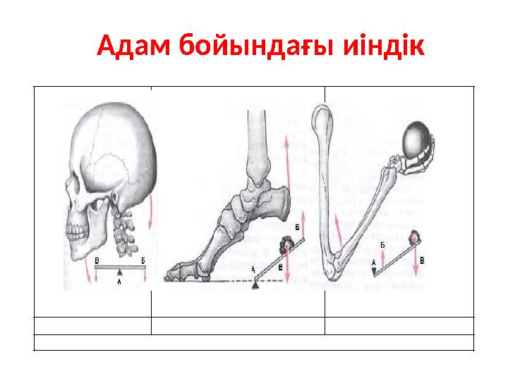 Адам бойындағы иіндік