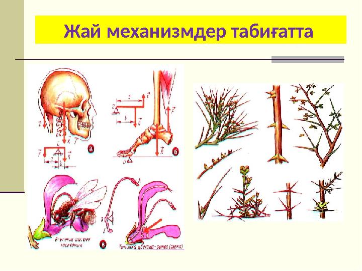 Жай механизмдер табиғатта