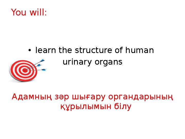 You will: •learn the structure of human urinary organs Адамның зәр шығару органдарының құрылымын білу