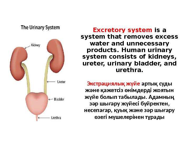 Excretory system is a system that removes excess water and unnecessary products. Human urinary system consists of kidneys,