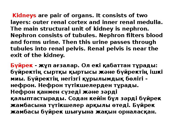 Kidneys are pair of organs. It consists of two layers: outer renal cortex and inner renal medulla. The main structural unit o