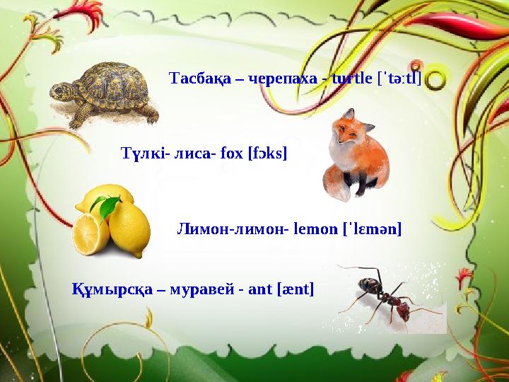 Тасбақа – черепаха - turtle [ˈtəːtl] Түлкі- лиса- fox [fɔks] Лимон-лимон- lemon [ˈlɛmən] Құмырсқа – муравей - аnt [ænt]