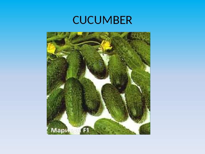 CUCUMBER