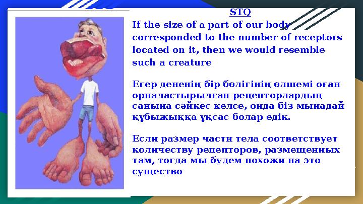 STQ If the size of a part of our body corresponded to the number of receptors located on it, then we would resemble such a c