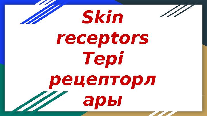 Skin receptors Тері рецепторл ары