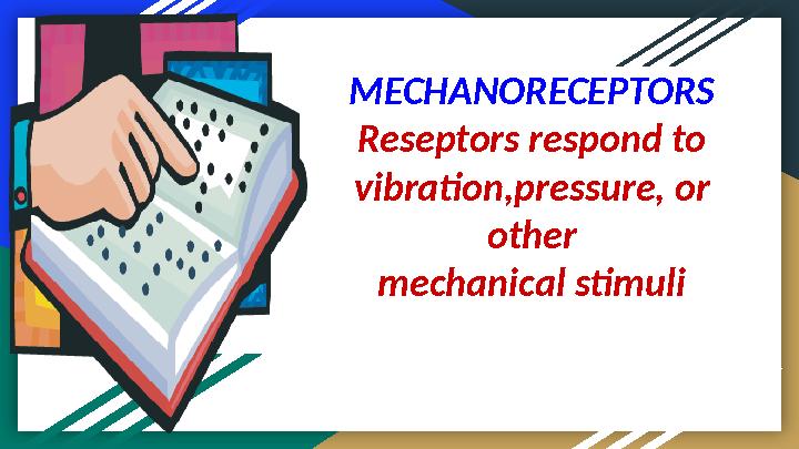 MECHANORECEPTORS Reseptors respond to vibration,pressure, or other mechanical stimuli