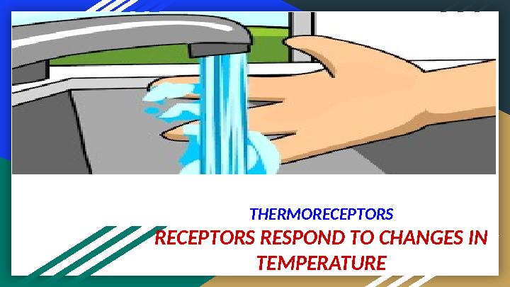 THERMORECEPTORS RECEPTORS RESPOND TO CHANGES IN TEMPERATURE