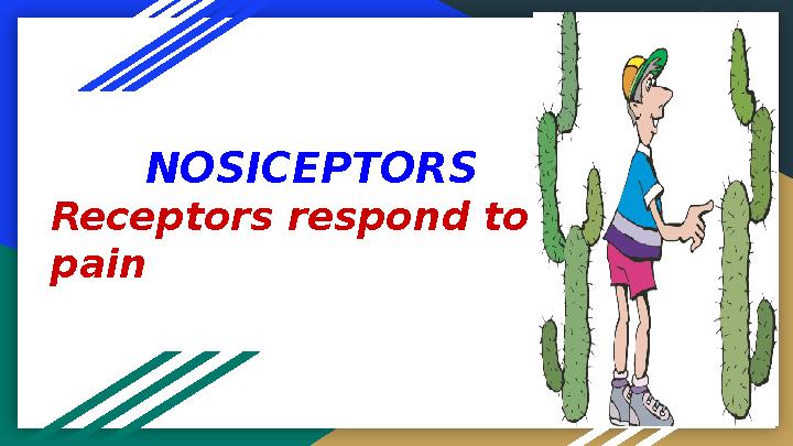 NOSICEPTORS Receptors respond to pain