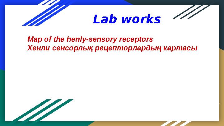 Lab works Map of the henly-sensory receptors Хенли сенсорлық рецепторлардың картасы