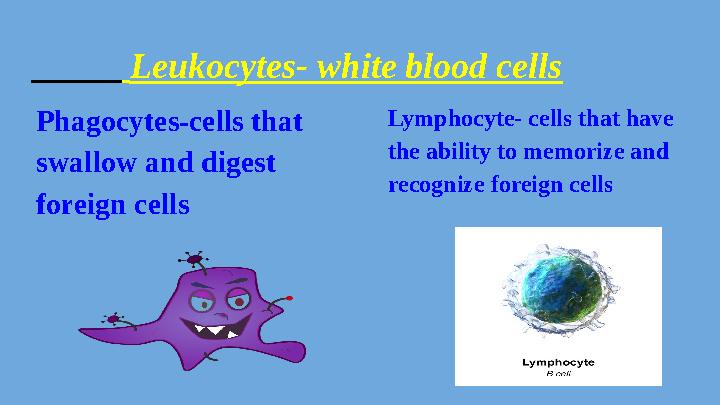Leukocytes- white blood cells Phagocytes-cells that swallow and digest foreign cells Lymphocyte- cells that have