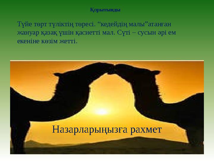 Қорытынды Түйе төрт түліктің төресі. “кедейдің малы”атанған жануар қазақ үшін қасиетті мал. Сүті – сусын әрі ем екеніне көзім