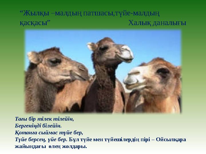“Жылқы –малдың патшасы,түйе-малдың қасқасы” Халық даналығы Тағы бір тілек тілейін, Берген