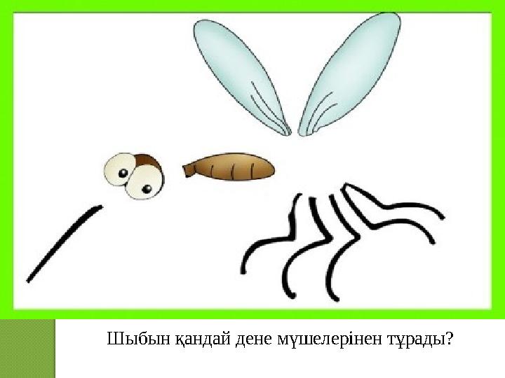 Шыбын қандай дене мүшелерінен тұрады?