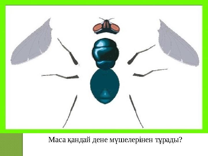 Маса қандай дене мүшелерінен тұрады?