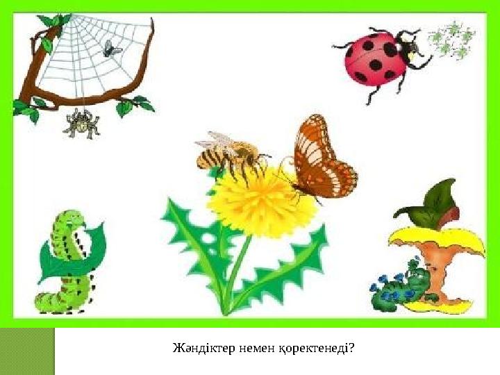 Жәндіктер немен қоректенеді?