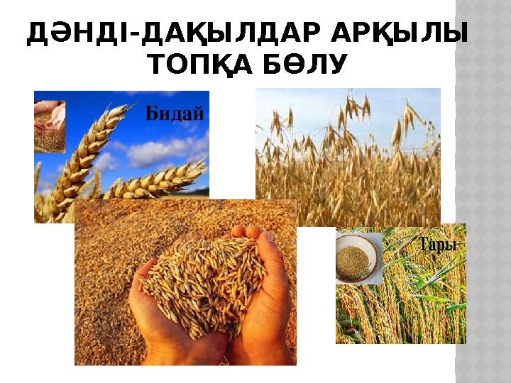 ДӘНДІ-ДАҚЫЛДАР АРҚЫЛЫ ТОПҚА БӨЛУ