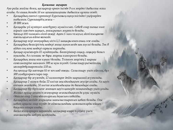 Қосымша мәлімет Ауа-райы жайлы болса, қасқырлар орман ішінде 9 км жердегі дыбысты ести алады. Ал ашық далада 16 км қашықтықтағы