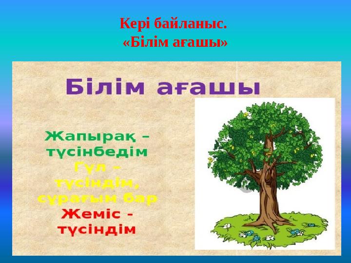 Кері байланыс. «Білім ағашы»