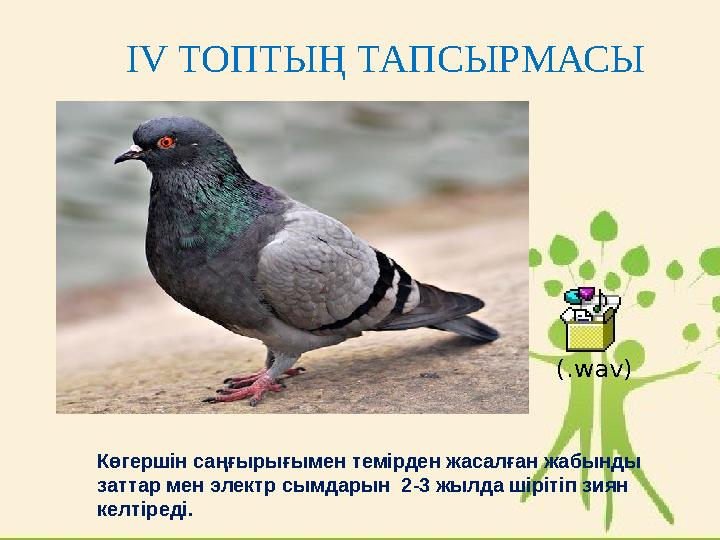 Көгершін саңғырығымен темірден жасалған жабынды заттар мен электр сымдарын 2-3 жылда шірітіп зиян келтіреді. (.wav) ІV ТОПТЫ