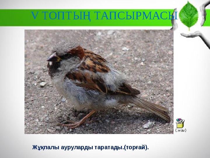 Жұқпалы ауруларды таратады.(торғай). (.wav) V ТОПТЫҢ ТАПСЫРМАСЫ