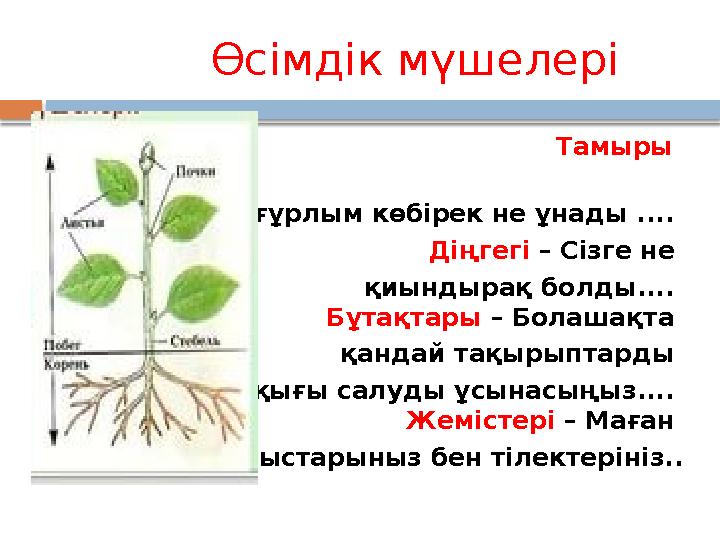 Өсімдік мүшелері  Тамыры – Сізге неғұрлым көбірек не ұнад