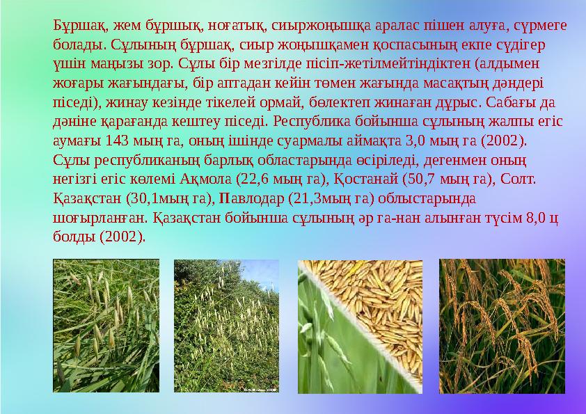 Бұршақ, жем бұршық, ноғатық, сиыржоңышқа аралас пішен алуға, сүрмеге болады. Сұлының бұршақ, сиыр жоңышқамен қоспасының екпе сү