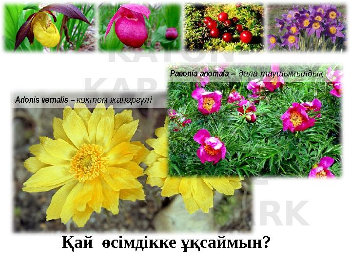 Қай өсімдікке ұқсаймын? KATON- KARAGAY STATE NATIONAL NATUAL PARK Adonis vernalis – көктем жанаргүлі Paeonia ano