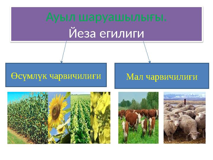 Ауыл шаруашылығы. Йеза егилиги Өсүмлүк чарвичилиғи Мал чарвичилиғи